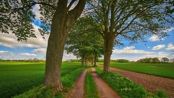F wie Feldweg (zwischen Kasmark und Loosau)