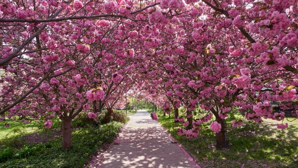 K wie Kirschblüte (im Botanischen Garten Rostock)