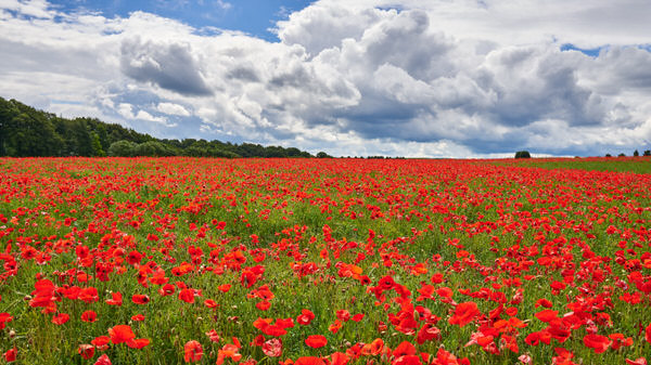 M wie Mohn (bei Nettersheim in der Eifel)