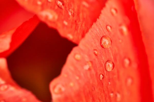 R wie Rot (Tulpe nach dem Regen)