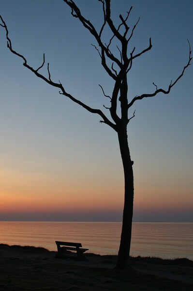 S wie Silhouette (im Gespensterwald von Nienhagen)