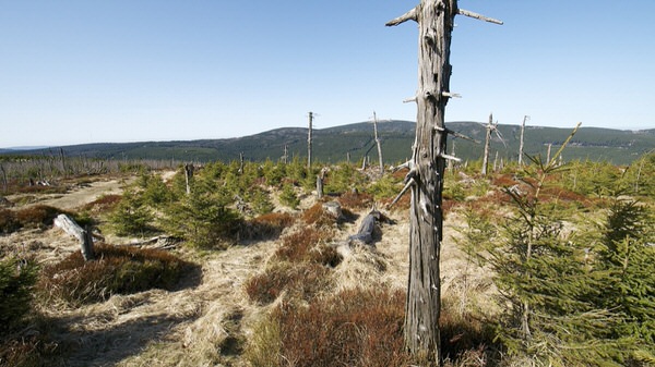 Blick auf den Brocken: Wurmberg, Harz